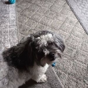 Meet your Posher, Susan